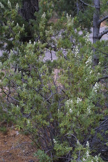 Chamaebatiaria millefolium, whole tree or vine - general