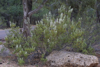 Chamaebatiaria millefolium, whole tree or vine - general