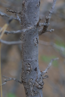 Quercus gambelii, bark - of a small tree or small branch
