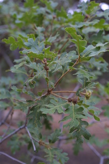 Quercus gambelii, fruit - as borne on the plant