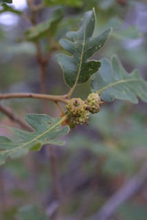 Quercus gambelii, fruit - lateral or general close-up
