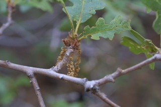 Quercus gambelii, inflorescence - whole - male