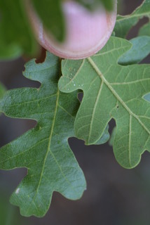 Quercus gambelii, leaf - margin of upper + lower surface