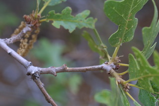 Quercus gambelii, twig - orientation of petioles