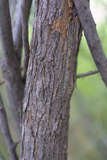 Acacia greggii, bark - of a medium tree or large branch