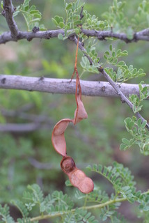 Acacia greggii, fruit - lateral or general close-up