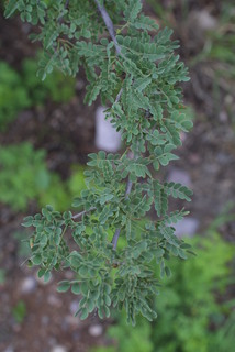 Acacia greggii, leaf - showing orientation on twig