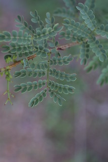 Acacia greggii, leaf - whole upper surface