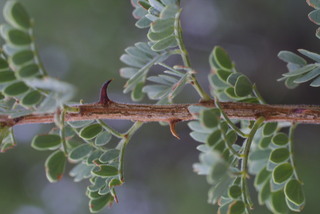 Acacia greggii, twig - orientation of petioles