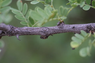 Acacia greggii, twig - orientation of petioles