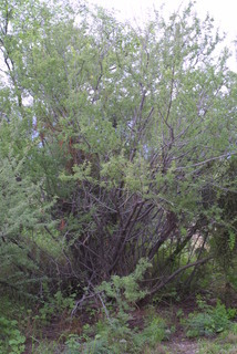 Acacia greggii, whole tree or vine - general