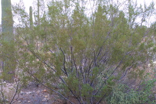 Larrea tridentata, whole tree or vine - general
