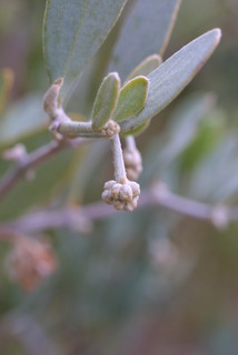Simmondsia chinensis, inflorescence - whole - male