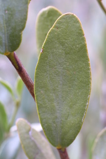 Simmondsia chinensis, leaf - whole upper surface