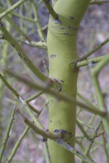 Parkinsonia microphylla, bark - of a small tree or small branch