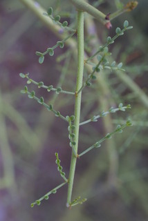 Parkinsonia microphylla, leaf - whole upper surface