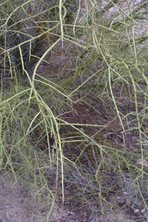 Parkinsonia microphylla, twig - unspecified