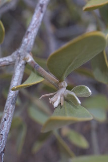 Simmondsia chinensis, inflorescence - frontal view of flower