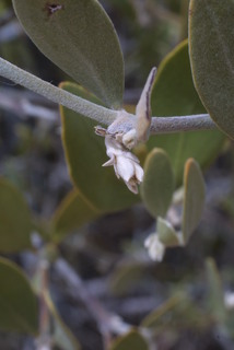 Simmondsia chinensis, inflorescence - whole - female