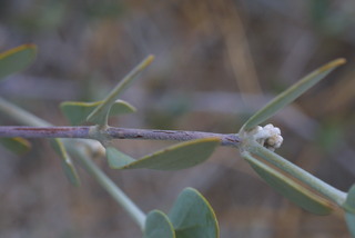 Simmondsia chinensis, twig - orientation of petioles