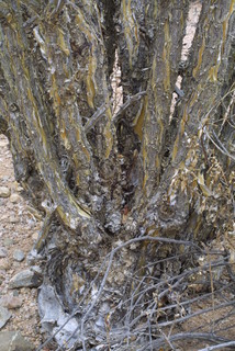 Fouquieria splendens, bark - of a medium tree or large branch