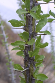 Fouquieria splendens, leaf - showing orientation on twig
