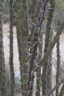 Fouquieria splendens, leaf - showing orientation on twig