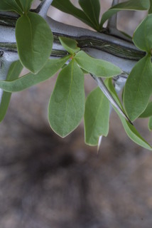 Fouquieria splendens, leaf - whole upper surface