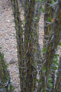 Fouquieria splendens, twig - orientation of petioles