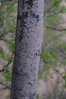 Olneya tesota, bark - of a small tree or small branch