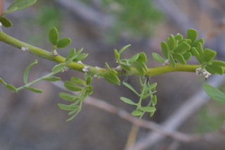 Olneya tesota, leaf - showing orientation on twig