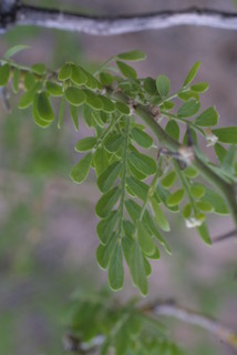 Olneya tesota, leaf - whole upper surface