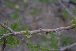 Olneya tesota, twig - orientation of petioles