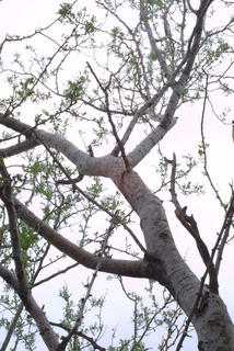 Olneya tesota, whole tree or vine - view up trunk
