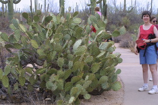 Opuntia engelmannii, whole plant - unspecified