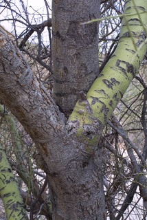 Parkinsonia microphylla, bark - of a large tree