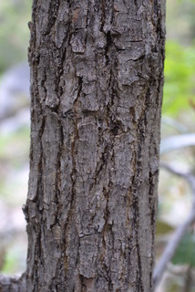 Juglans major, bark - of a large tree