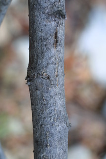 Juglans major, bark - of a small tree or small branch