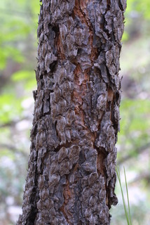 Pinus engelmannii, bark - of a small tree or small branch