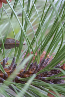 Pinus engelmannii, leaf - entire needle