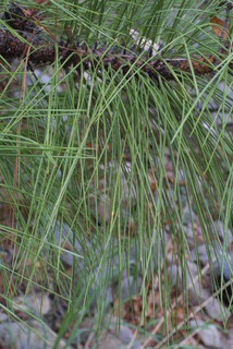 Pinus engelmannii, leaf - entire needle