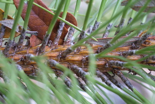 Pinus engelmannii, twig - showing attachment of needles