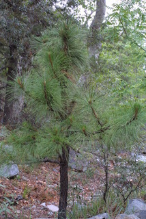 Pinus engelmannii, whole tree - general