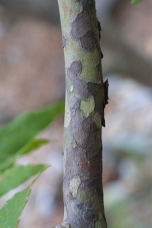 Platanus wrightii, bark - of a small tree or small branch