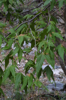 Platanus wrightii, leaf - showing orientation on twig