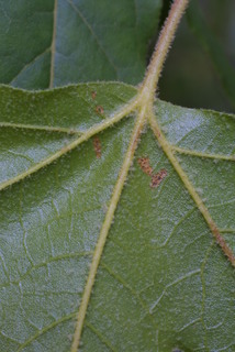 Platanus wrightii, leaf - unspecified