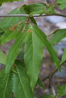 Platanus wrightii, leaf - whole upper surface