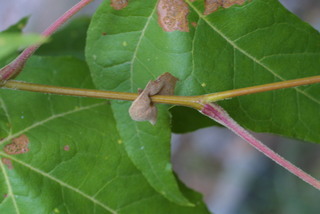 Platanus wrightii, twig - orientation of petioles