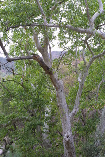 Platanus wrightii, whole tree or vine - general