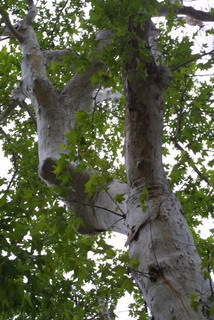 Platanus wrightii, whole tree or vine - view up trunk